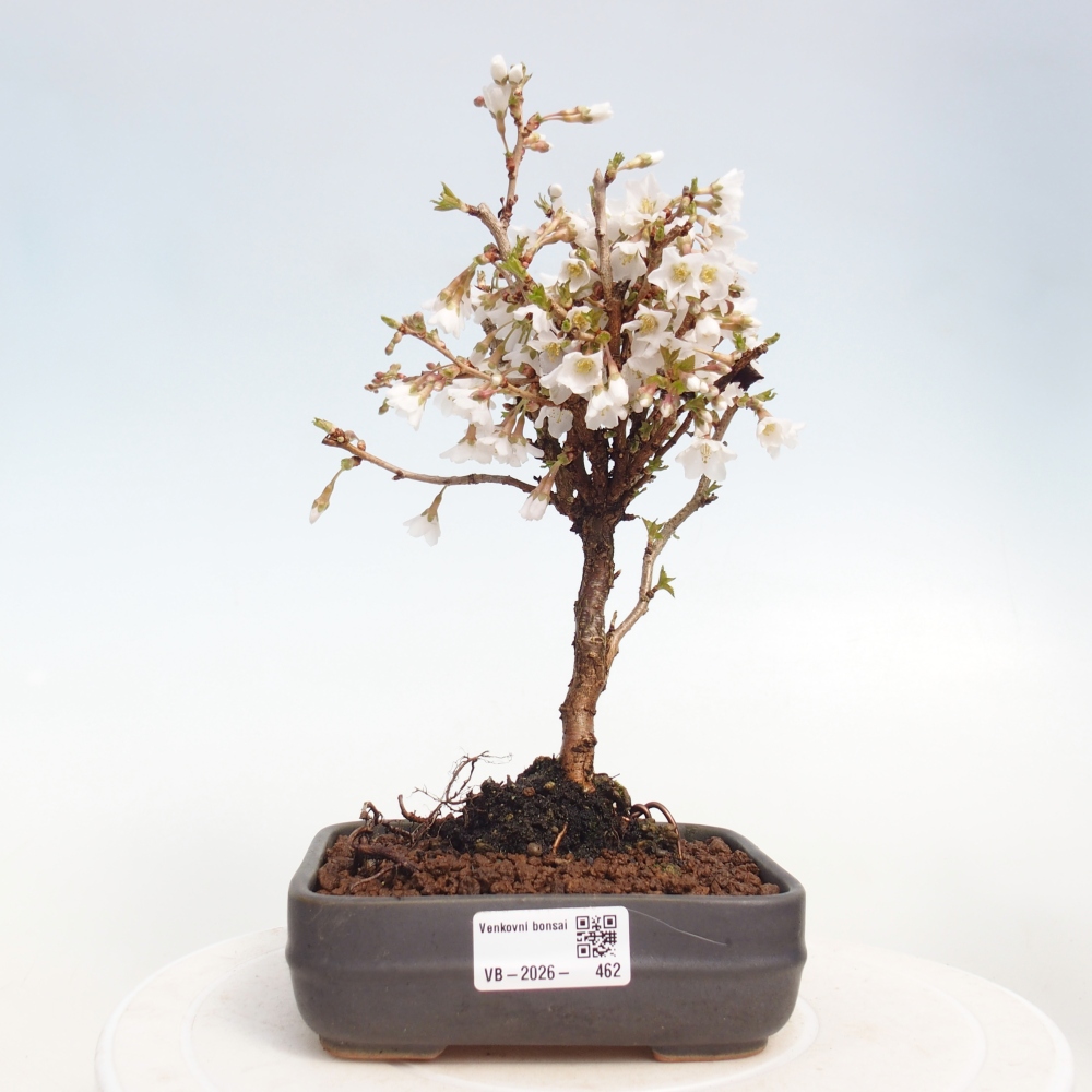 Bonsai voor buiten - Prunus incisa Kojou-no mai-Plivon uitgesneden