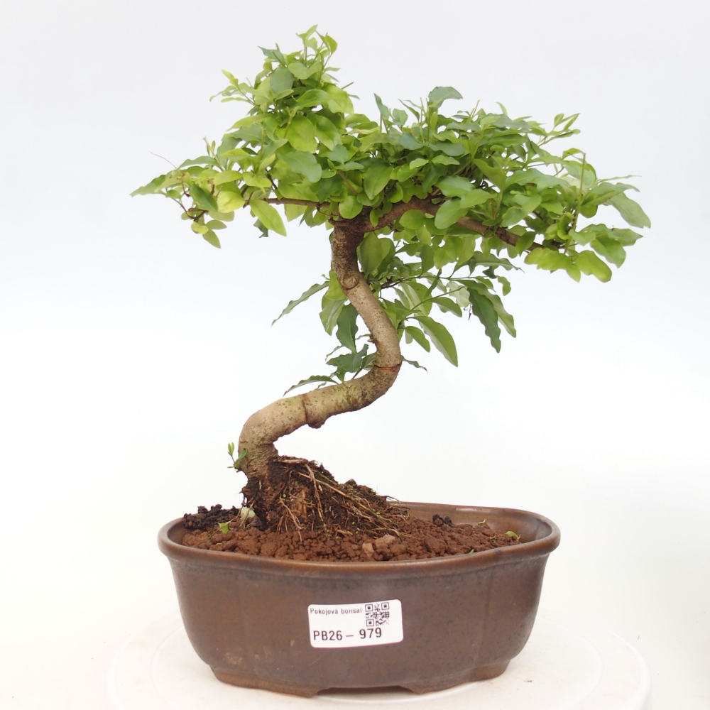 Kamerbonsai -Ligustrum chinensis - Vogelsnavel