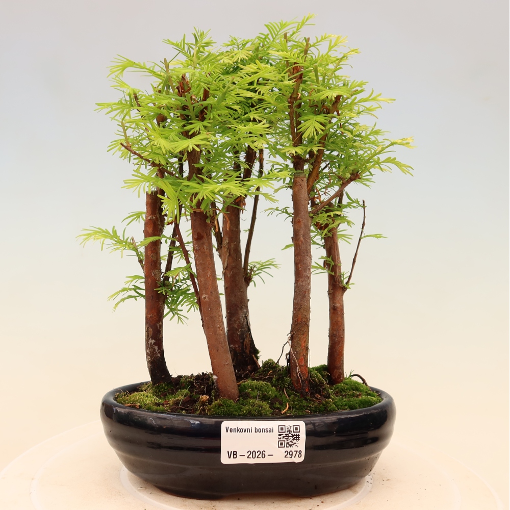 Buitenbonsai - Metasequoia glyptostroboides - Chinese metasequoia - bosje