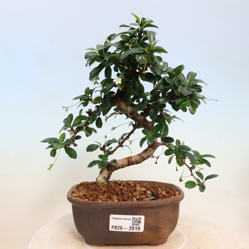 Kamerbonsai - Carmona macrophylla - Thee fuki