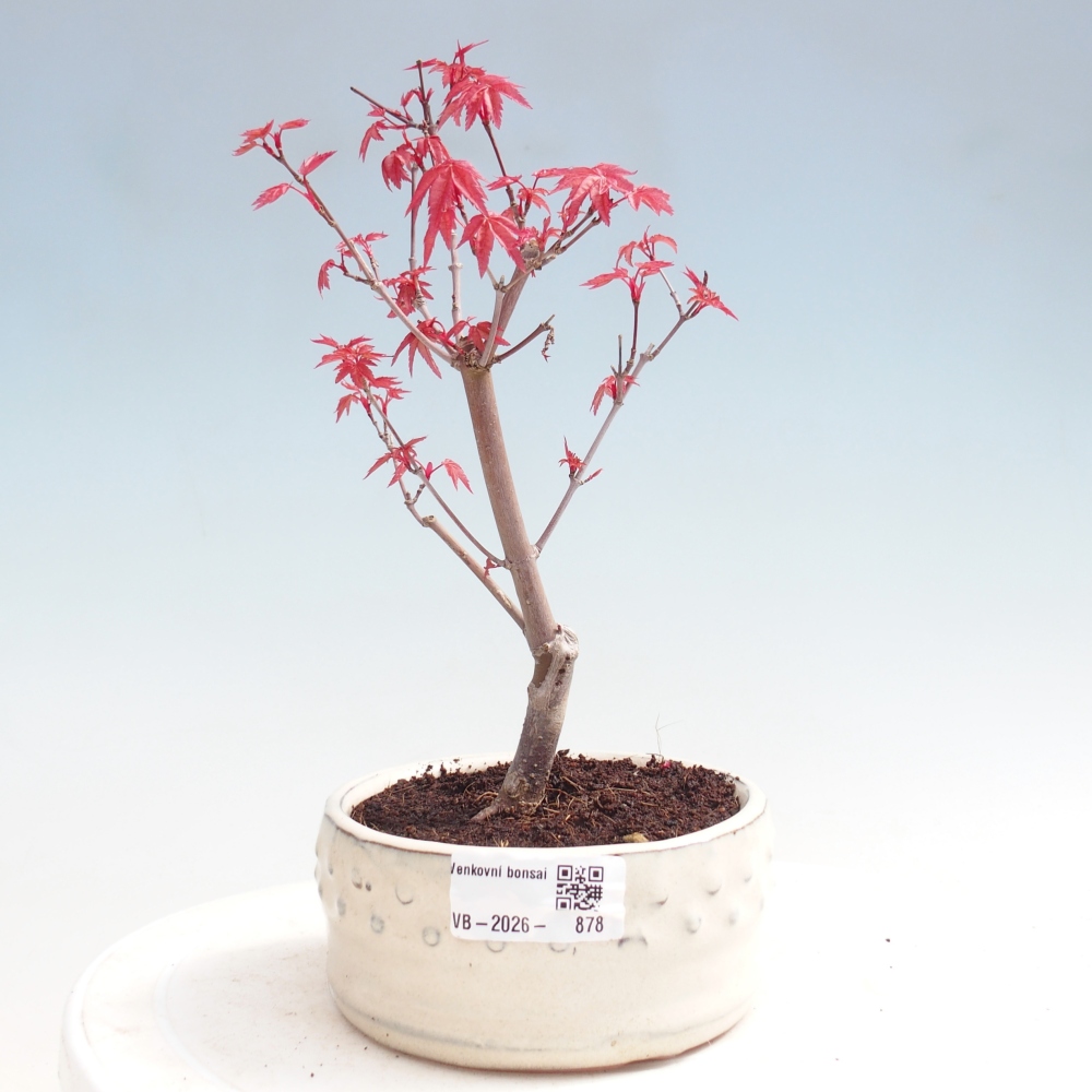 Bonsai voor buiten - Acer palmatum DESHOJO