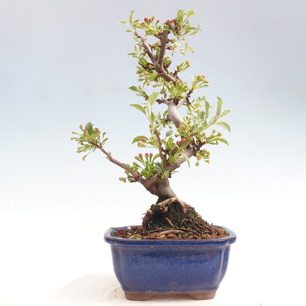 Bonsai voor buiten - Malus sargentii - Appelboom met kleine vruchten