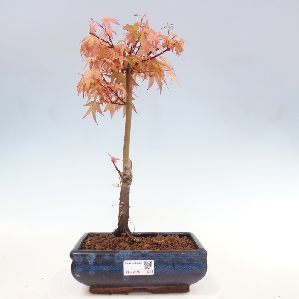 Noorse esdoorn - Acer palmatum Beni Tsukasa