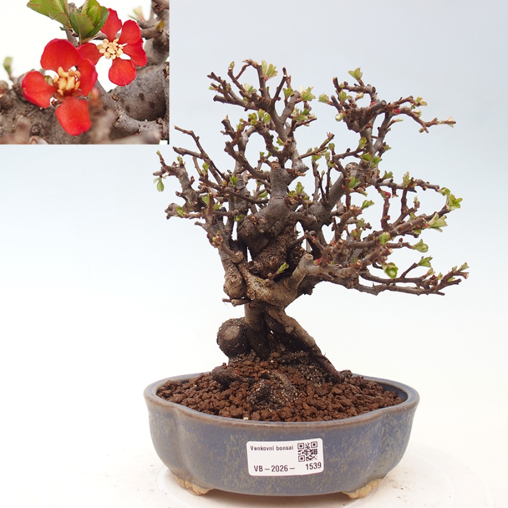 Bonsai voor buiten - Chaneomeles speciosa - Kweepeer