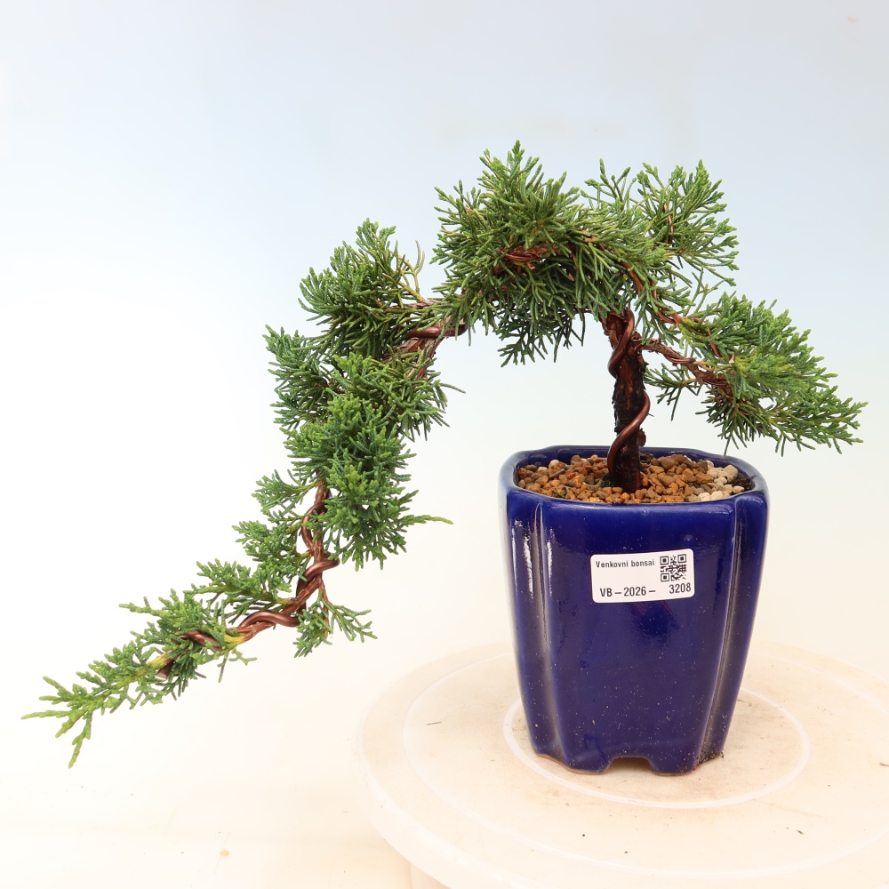 Bonsai voor buiten - Juniperus chinensis Kishu