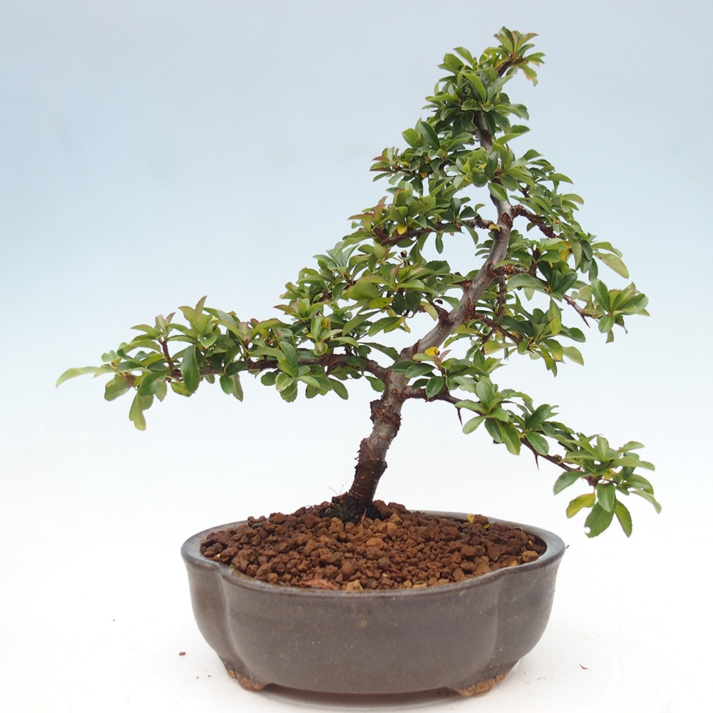 Bonsai-Pyracantha Teton voor buiten -Hlox