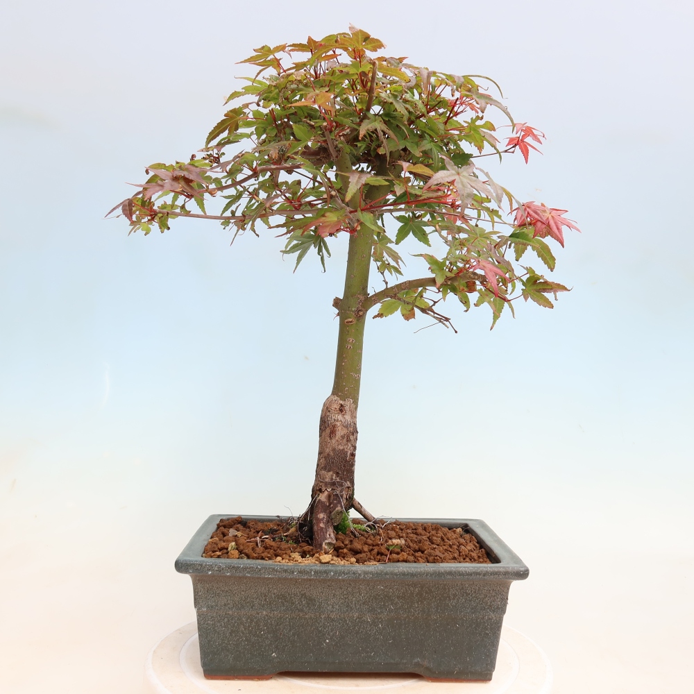 Bonsai voor buiten - Acer palmatum DESHOJO
