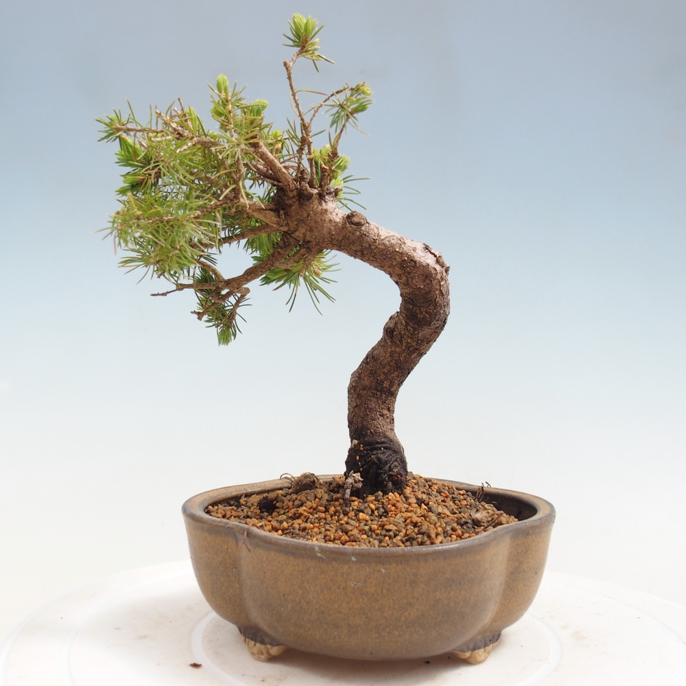 Bonsai voor buiten - Gewone spar - Picea glauca bol