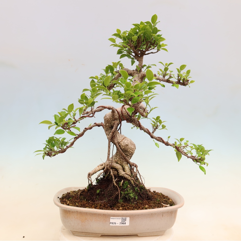 Kamerbonsai - Ficus kimmen - kleinbladige ficus