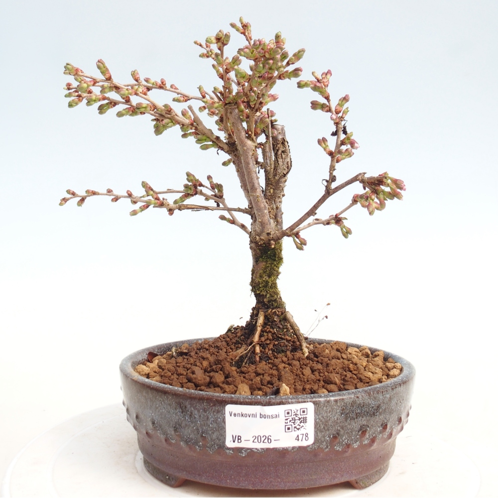 Bonsai voor buiten - Prunus incisa Kojou-no mai-Plivon uitgesneden