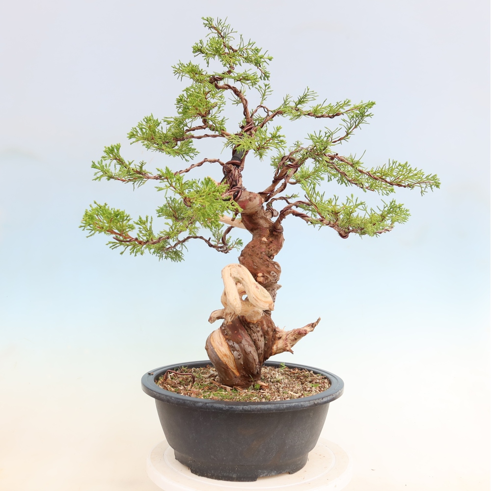 Bonsai voor buiten - Juniperus chinensis Itoigawa-Juniperus chinensis