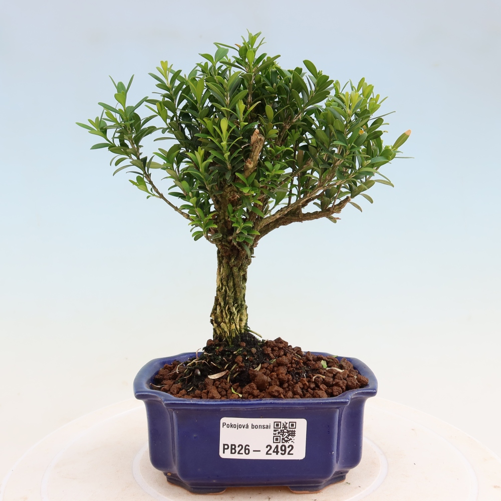 Kamerbonsai - Buxus harlandii - kurk buxus