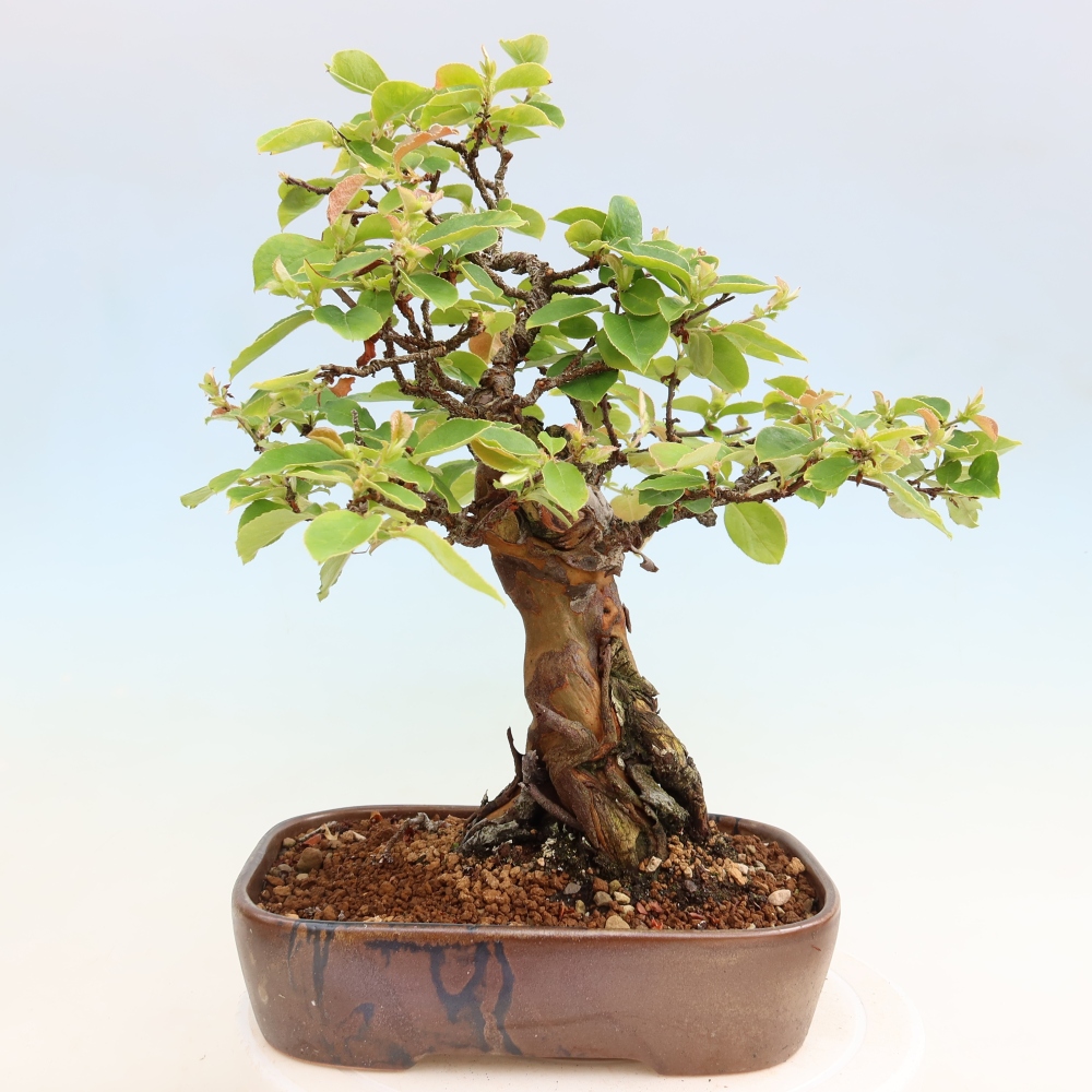Bonsai voor buiten - Pseudocydonia sinensis - Chinese kweepeer