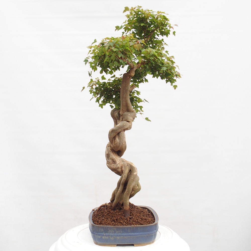 Bonsai voor buiten - Acer Buergerianum - Burgeresdoorn