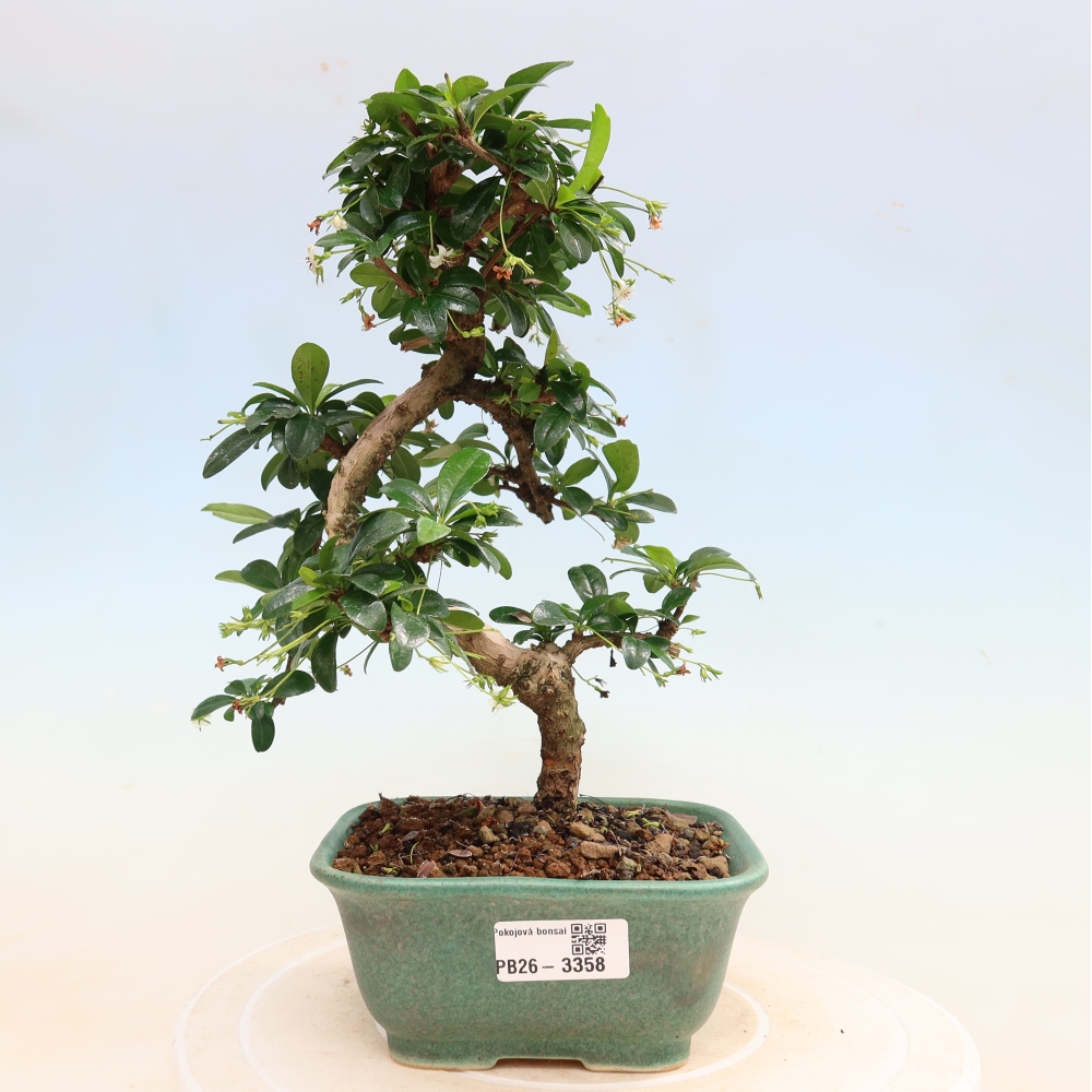 Kamerbonsai - Carmona macrophylla - Thee fuki
