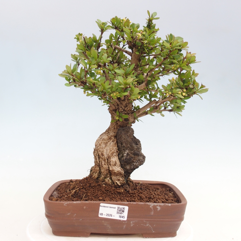 Bonsai voor buiten - Berberis coreana