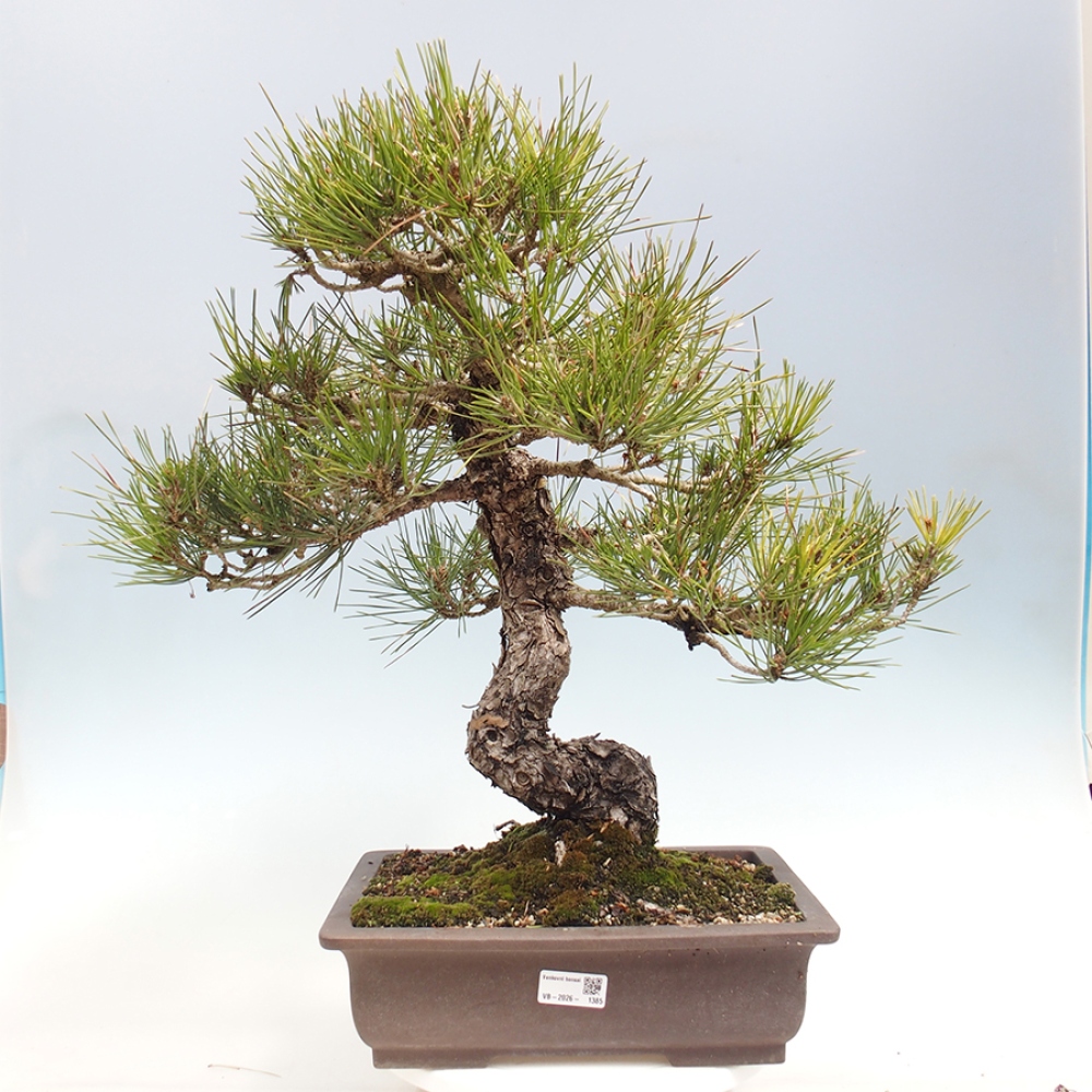 Bonsai voor buiten - Pinus thunbergii - Thunberg den