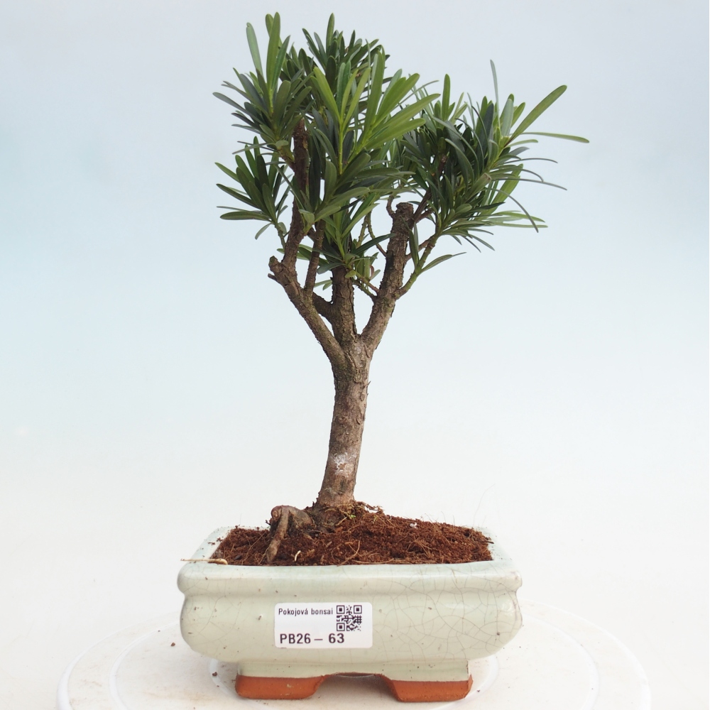 Kamerbonsai - Podocarpus - Taxus