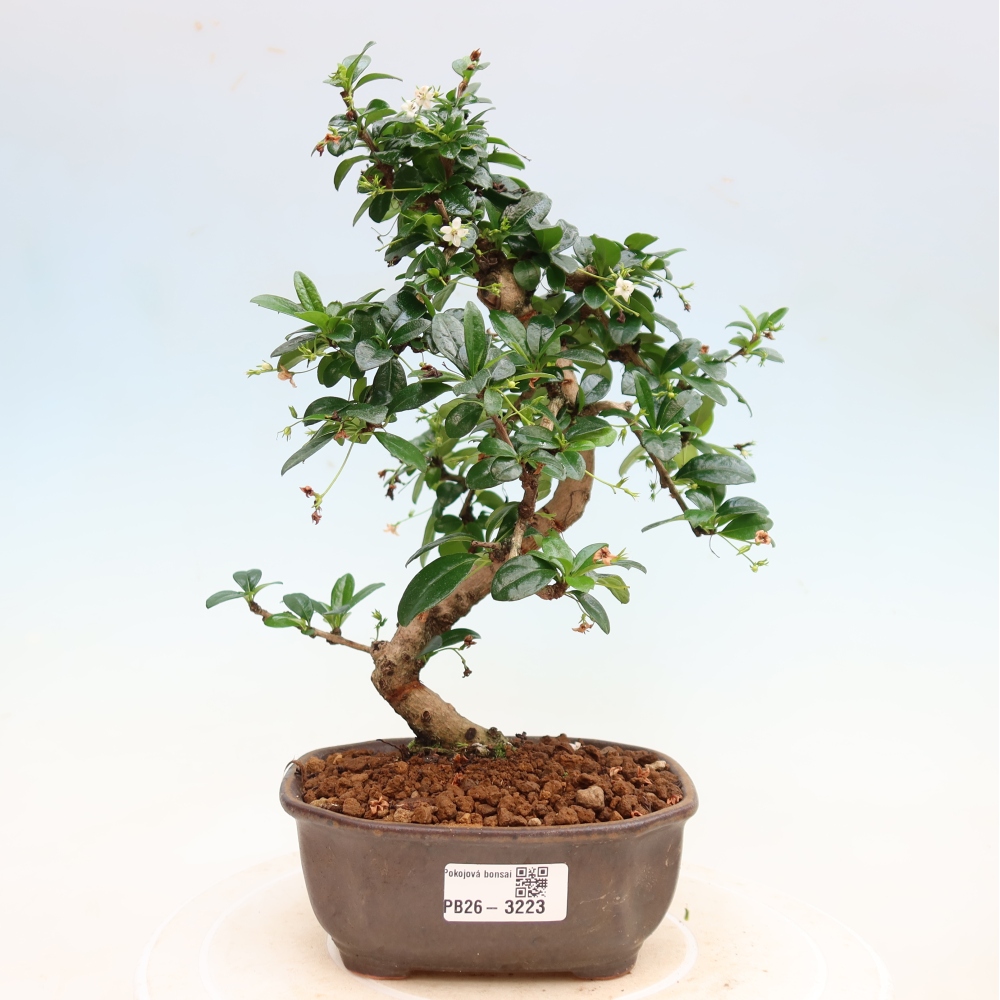 Kamerbonsai - Carmona macrophylla - Thee fuki
