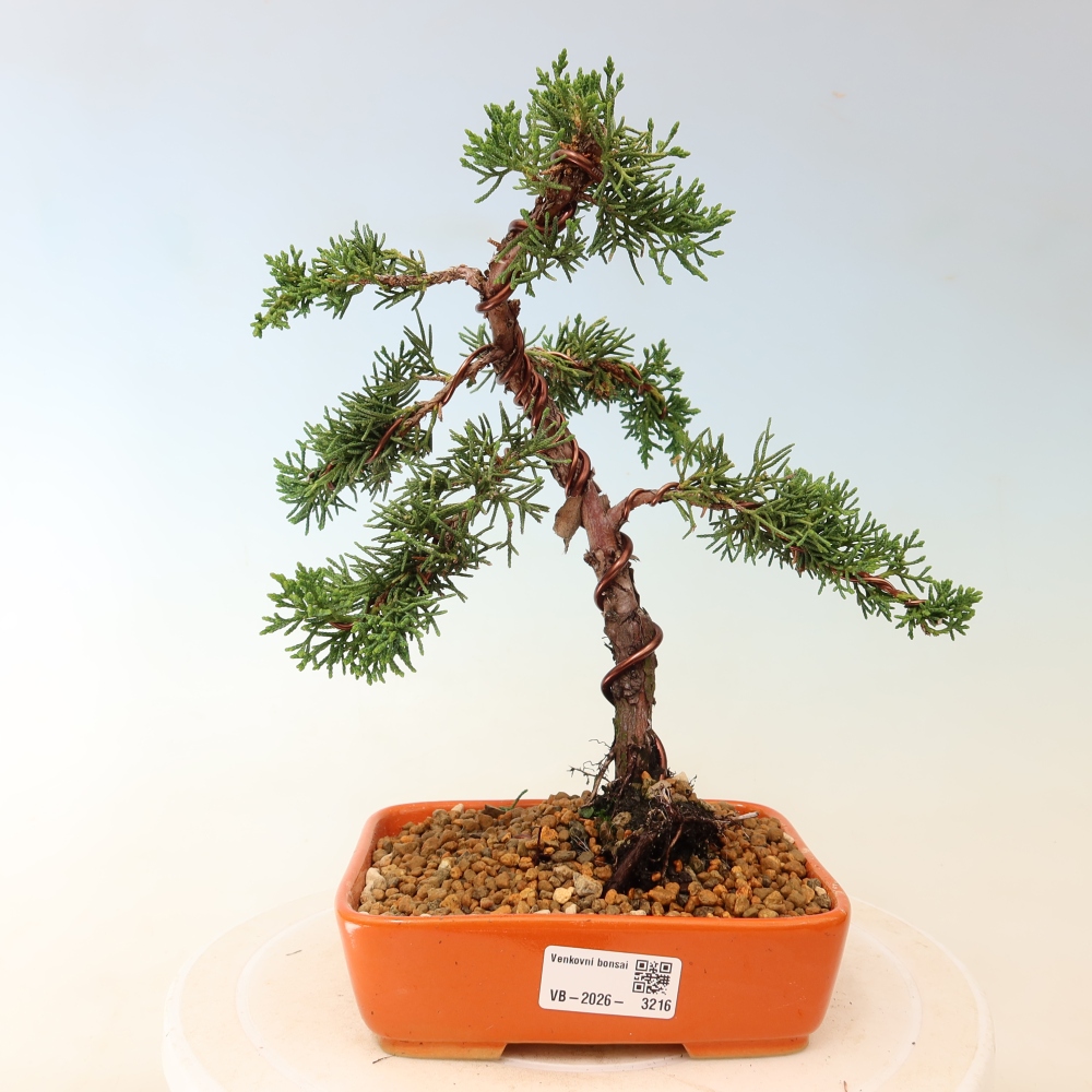 Bonsai voor buiten - Juniperus chinensis Kishu