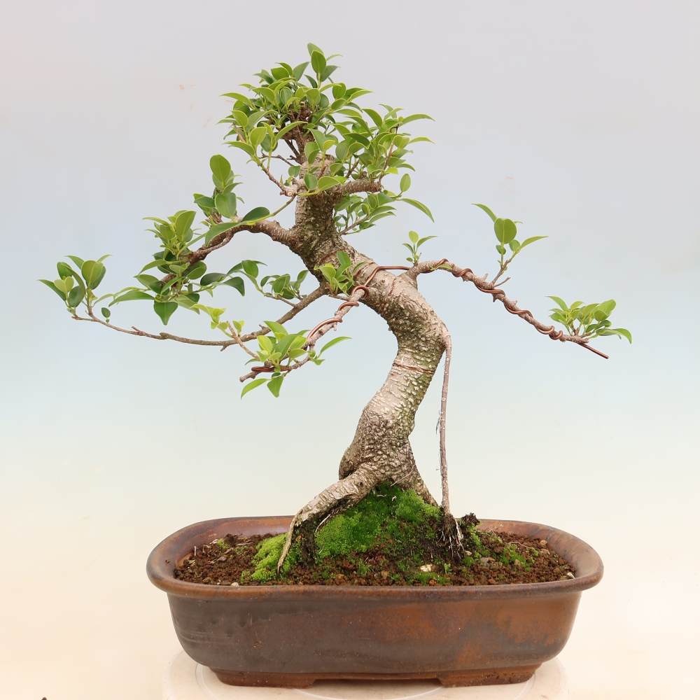 Kamerbonsai - Ficus kimmen - kleinbladige ficus