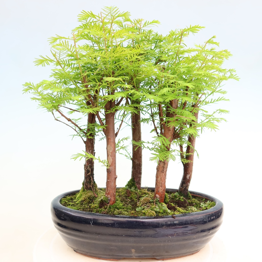 Buitenbonsai - Metasequoia glyptostroboides - Chinese metasequoia - bosje