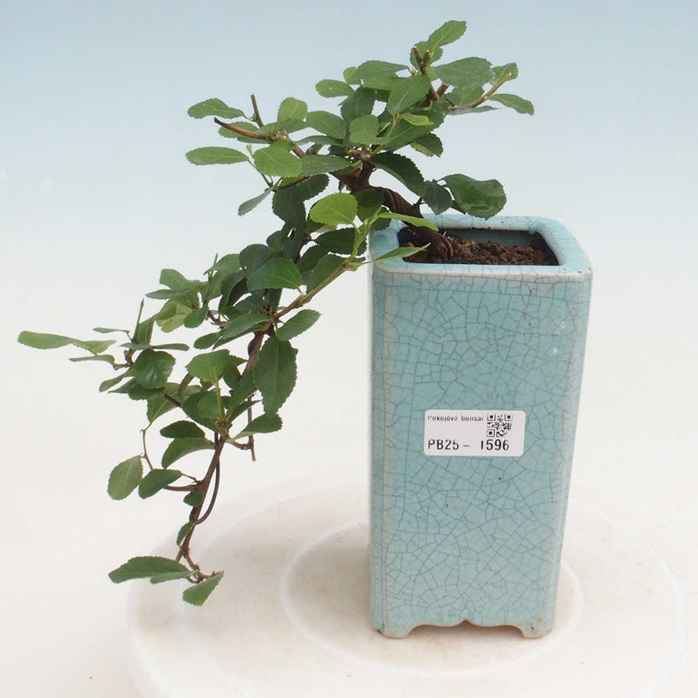 Bonsai - Grewia occidentalis - Lavendel zeester