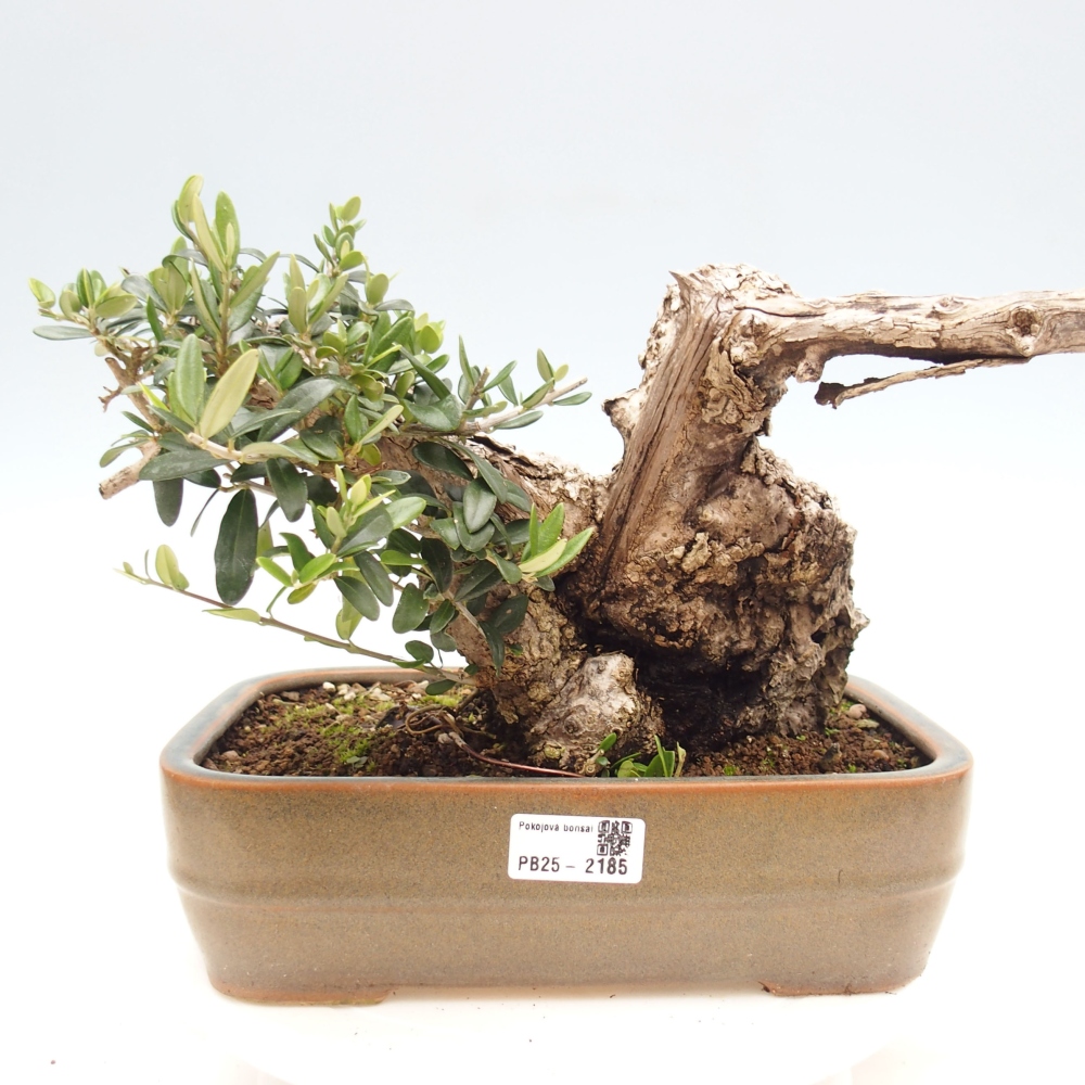 Bonsai voor binnen - Olea europaea sylvestris