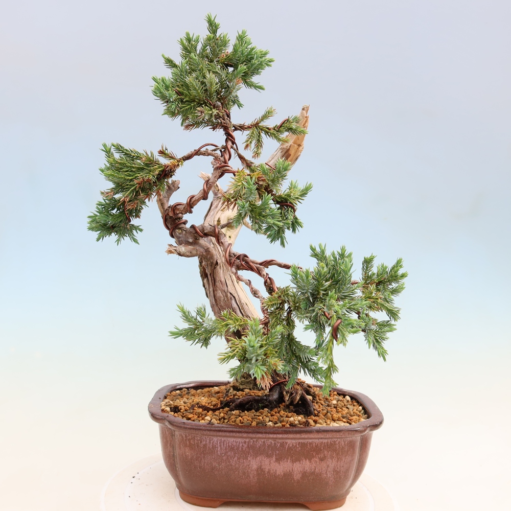 Bonsai voor buiten - Juniperus squamata – Schilferjeneverbes