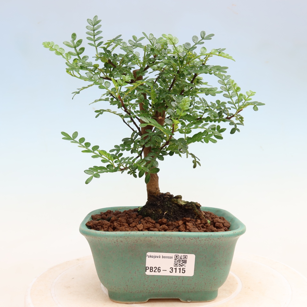 Kamerbonsai - Zantoxylum piperitum - peperboom