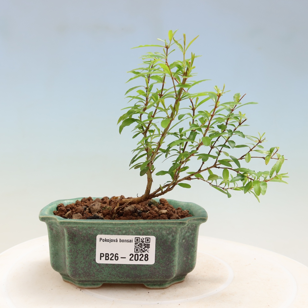 Kamerbonsai-PUNICA granatum nana-Granaatappel