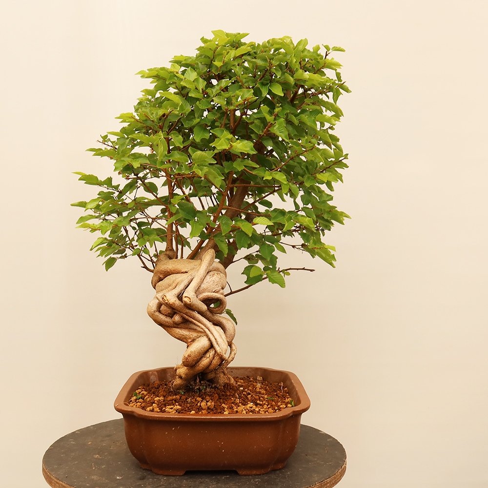 Bonsai voor buiten -Carpinus Coreana - Koreaanse haagbeuk