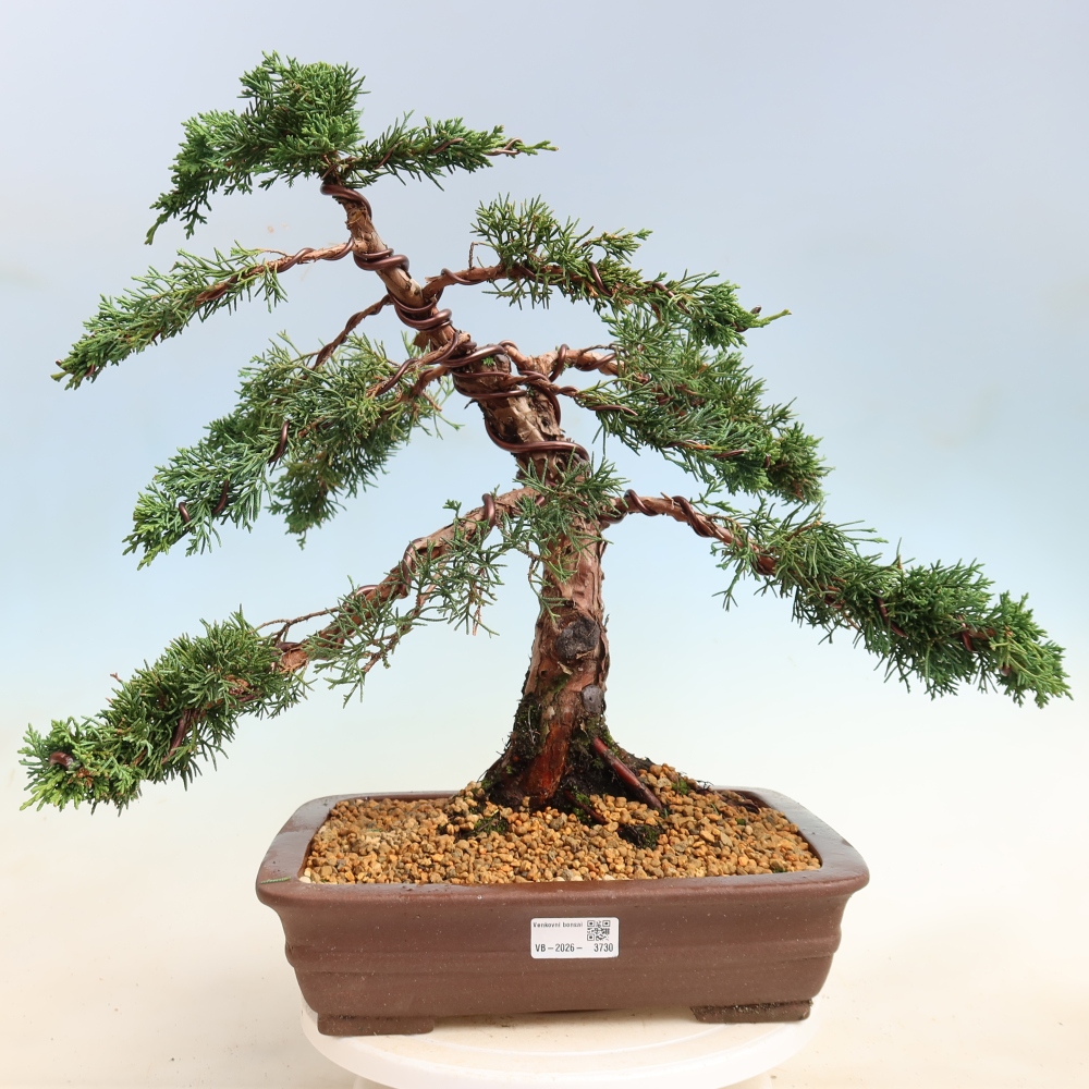 Bonsai voor buiten - Juniperus chinensis Kishu