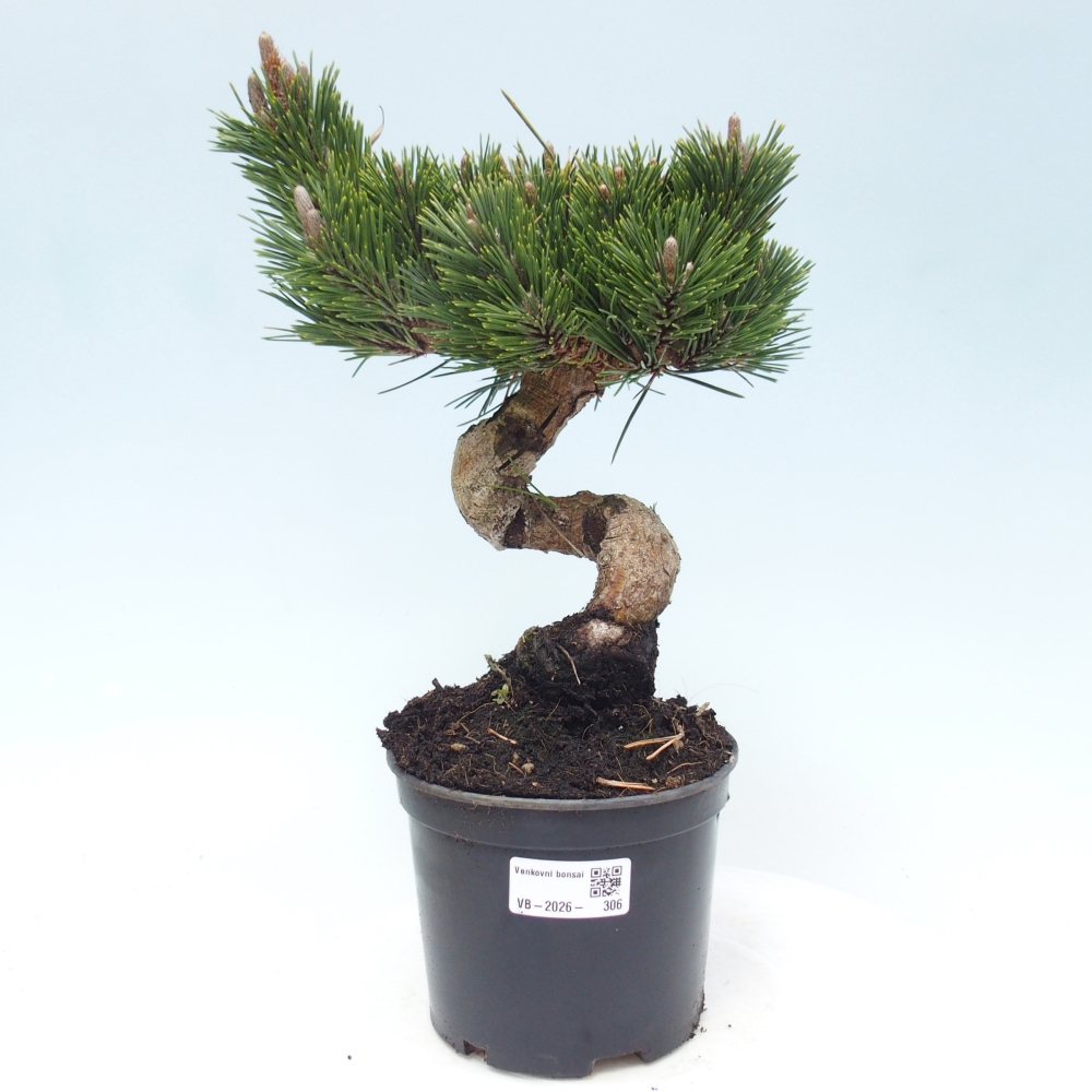 Bonsai voor buiten - Pinus thunbergii senjyumaru - Thunberg den