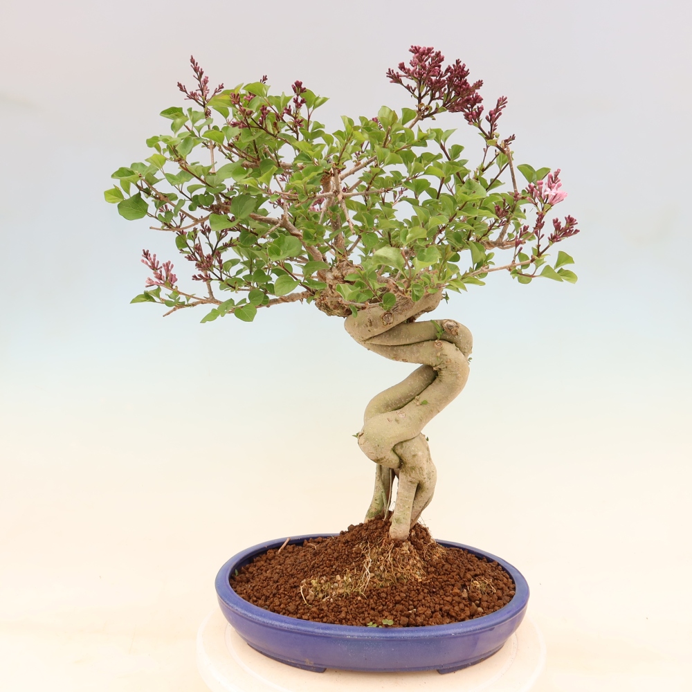 Bonsai voor buiten - Syringa microphylla - kleinbloemige sering