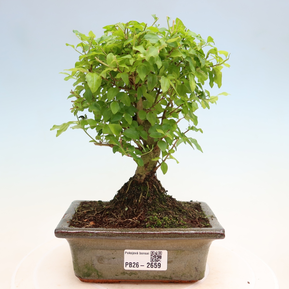 Kamerbonsai -Ligustrum chinensis - Vogelsnavel