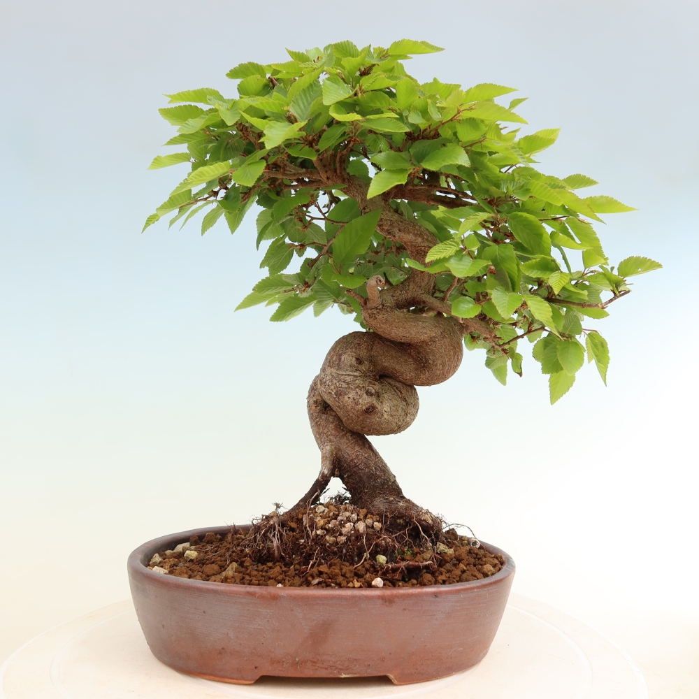 Bonsai voor buiten -Carpinus Coreana - Koreaanse haagbeuk