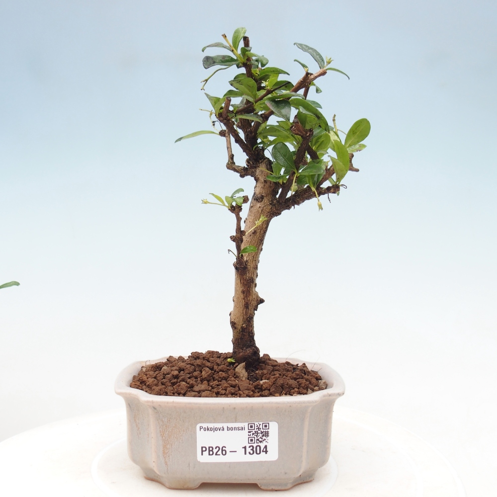 Kamerbonsai - Carmona macrophylla - Thee fuki