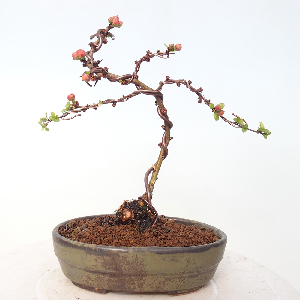 Bonsai voor buiten - Chaneomeles s. Red Joy - Kweepeer