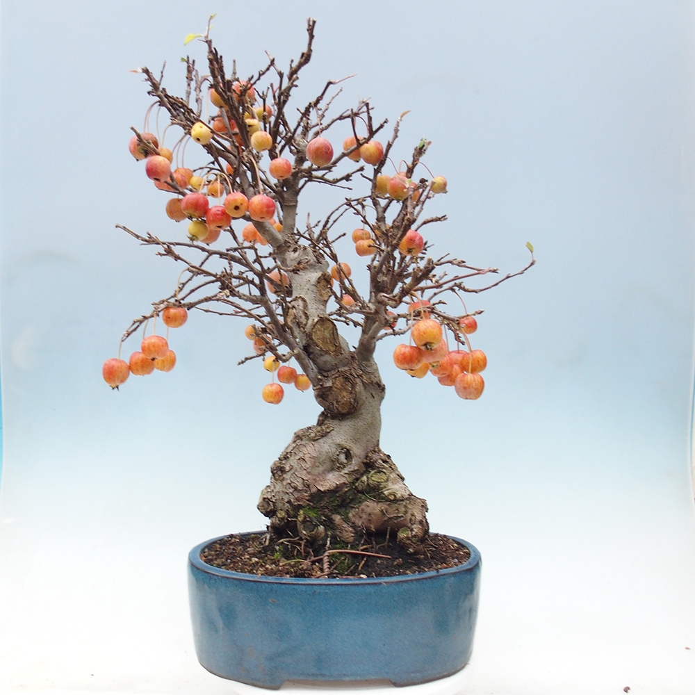 Bonsai voor buiten -Malus halliana - Appelboom met kleine vruchten