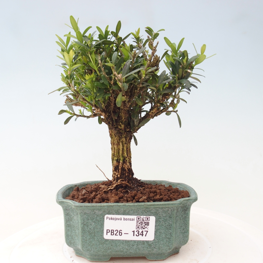 Kamerbonsai - Buxus harlandii - kurk buxus