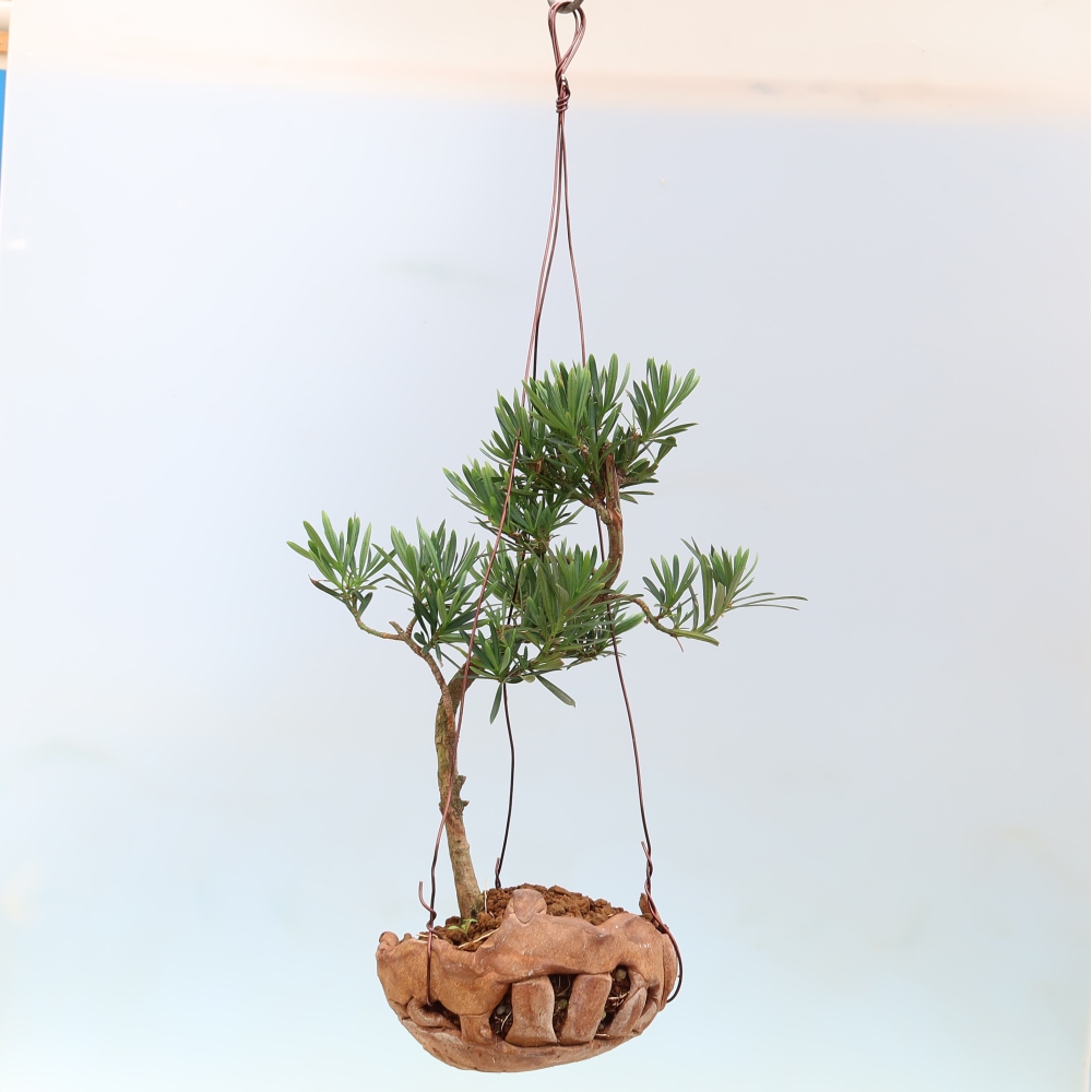 Kokedama in keramiek - Podocarpus - Steen-taxus