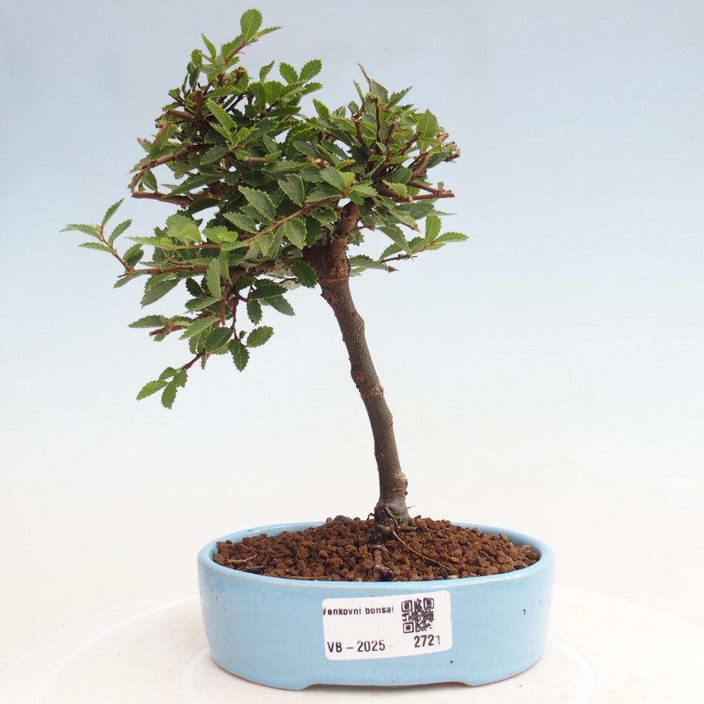 Bonsai voor buiten - Ulmus parvifolia Sagei - Kleinbladige iep