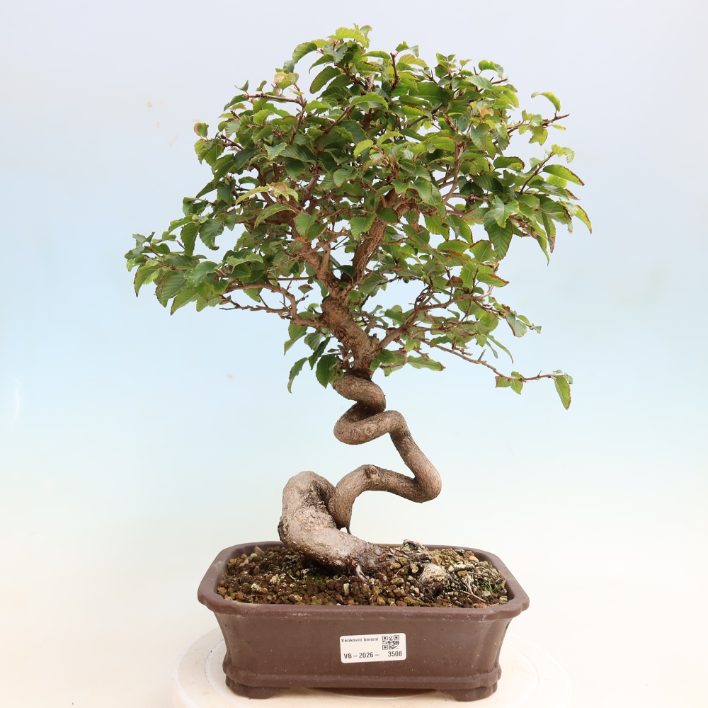 Bonsai voor buiten -Carpinus CARPINOIDES - Koreaanse haagbeuk