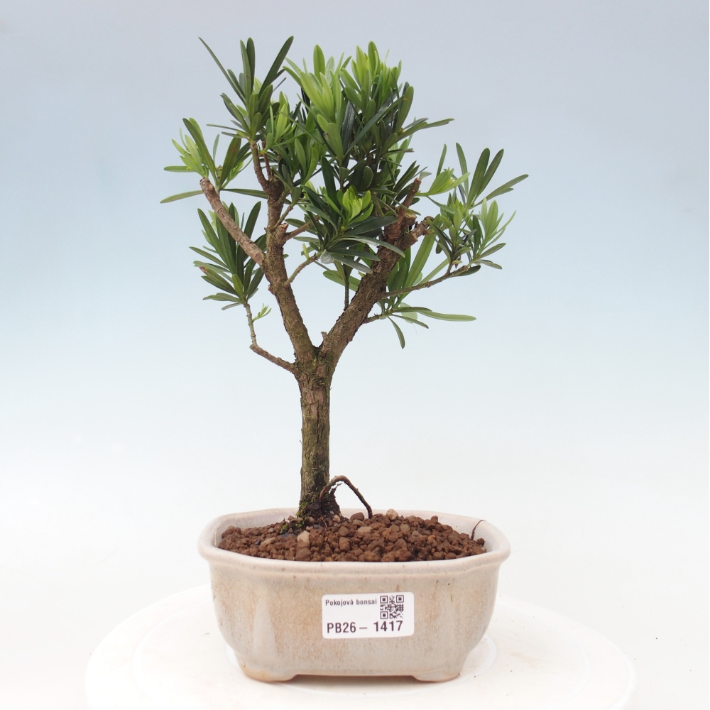 Kamerbonsai - Podocarpus - Taxus