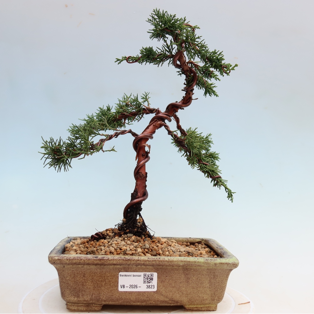 Bonsai voor buiten - Juniperus chinensis Kishu