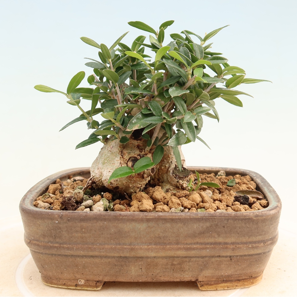 Bonsai voor binnen - Olea europaea sylvestris