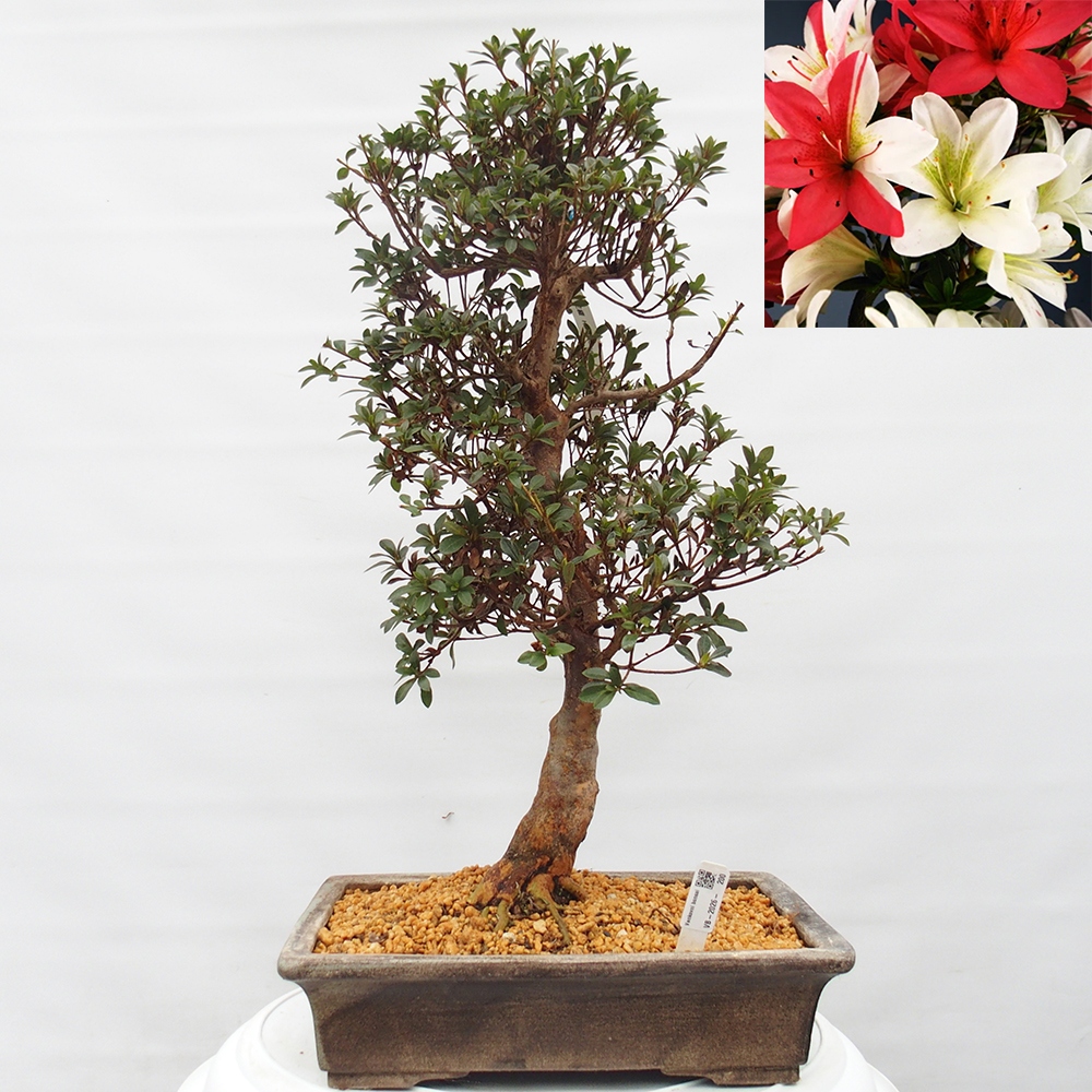 Bonsai voor buiten - Japanse Azalea - Azalea Hanatsuzuri