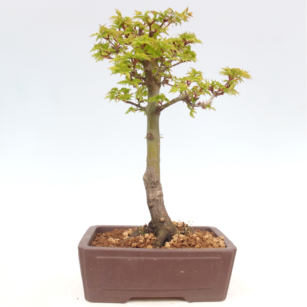 Bonsai voor buiten -Javor palm Acer palmatum Shishigashira