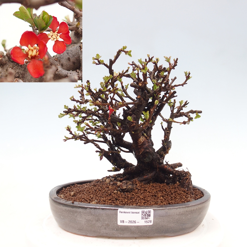 Bonsai voor buiten - Chaneomeles speciosa - Kweepeer